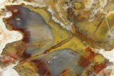 Jurassic Petrified Wood End-Cut - Henry Mountains, Utah #322722-1